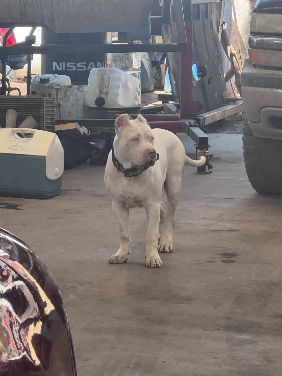 Foto de Totoyo Mantecas con microchip 990000012840421