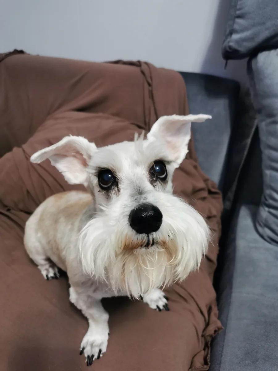 Foto de Leah con microchip 990000012843239
