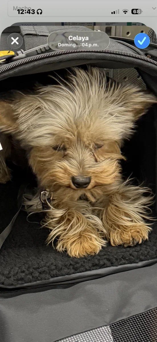 Foto de Pablito con microchip 990000014777973