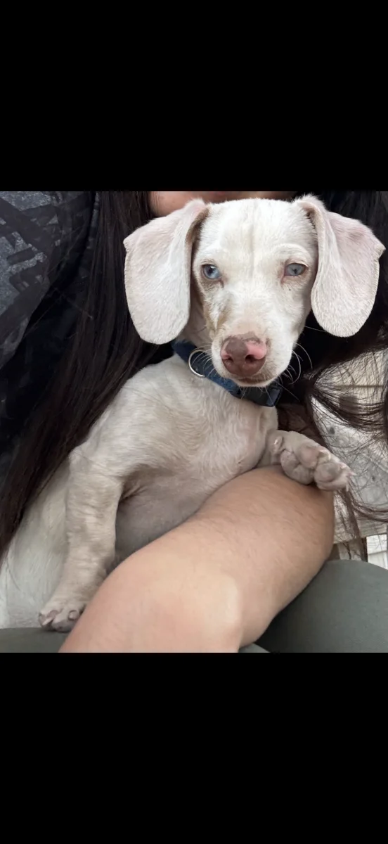 Foto de Lukas con microchip 990000014782931