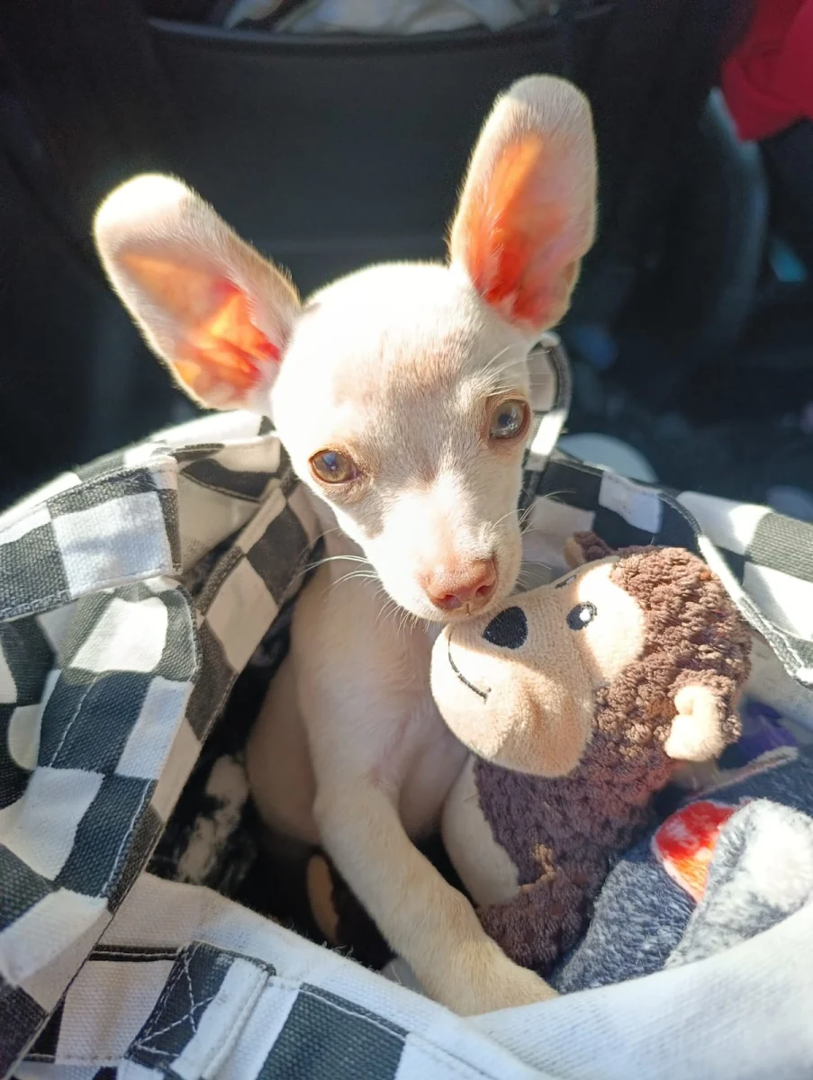 Foto de Marielba con microchip 990000012834752