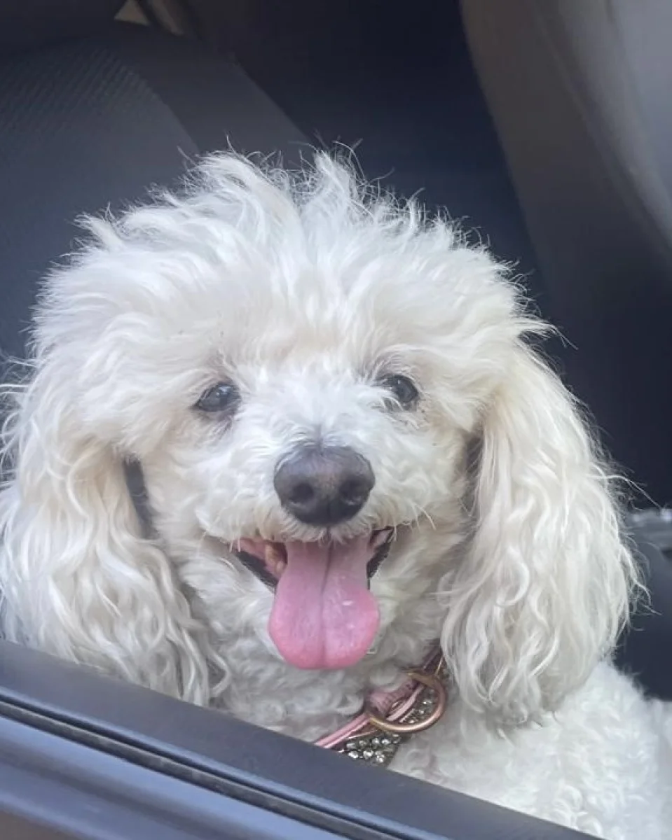 Foto de Barbie con microchip 990000014111653