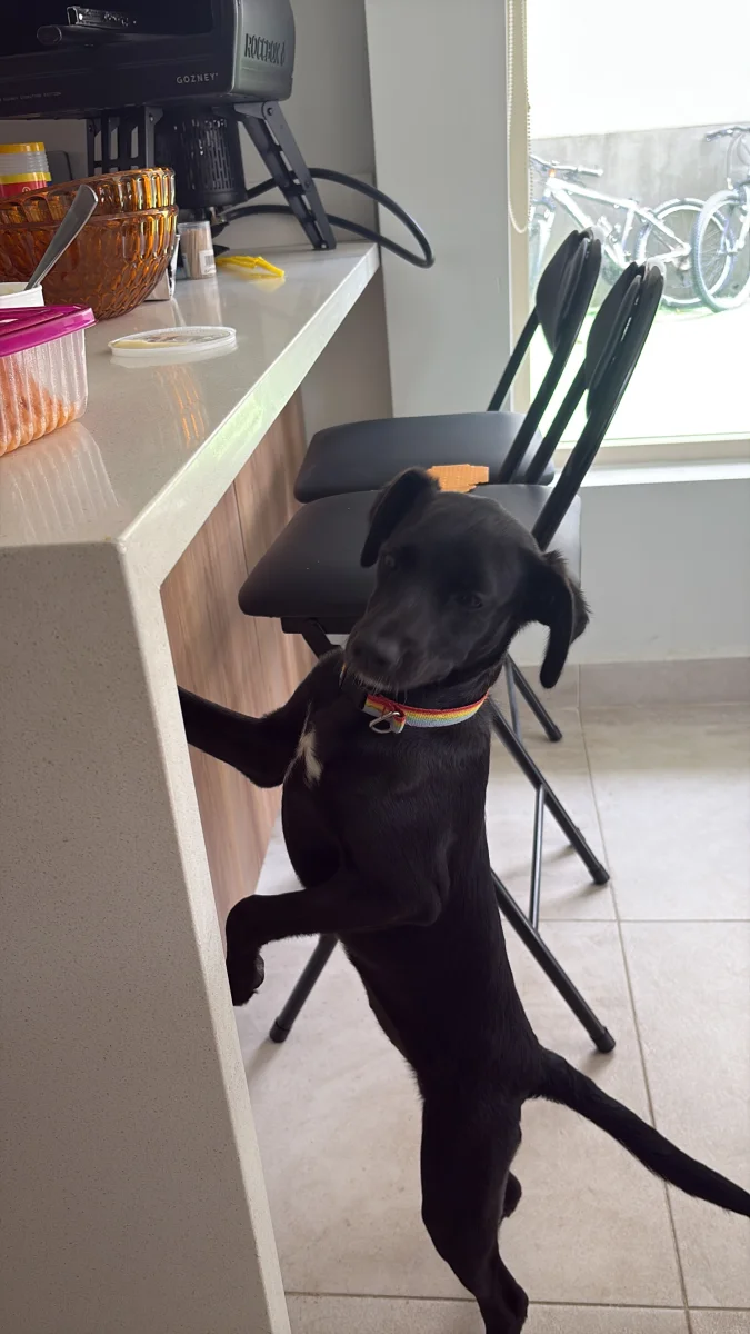 Foto de Negrita con microchip 990000014773889
