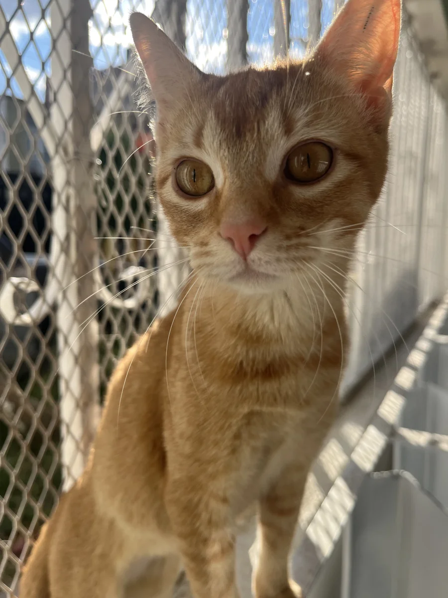 Foto de Chiquilina con microchip 990000014164050