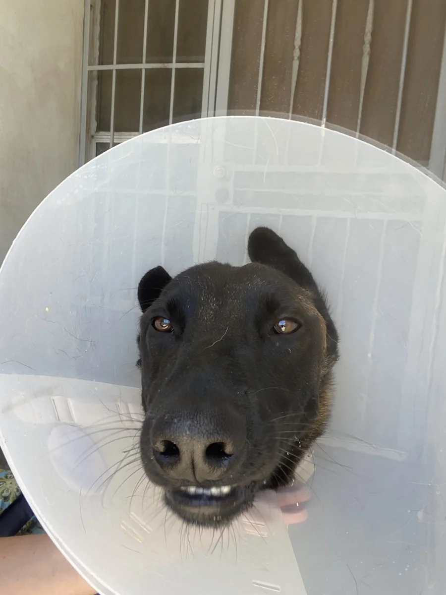 Foto de Jack con microchip 900263006068020