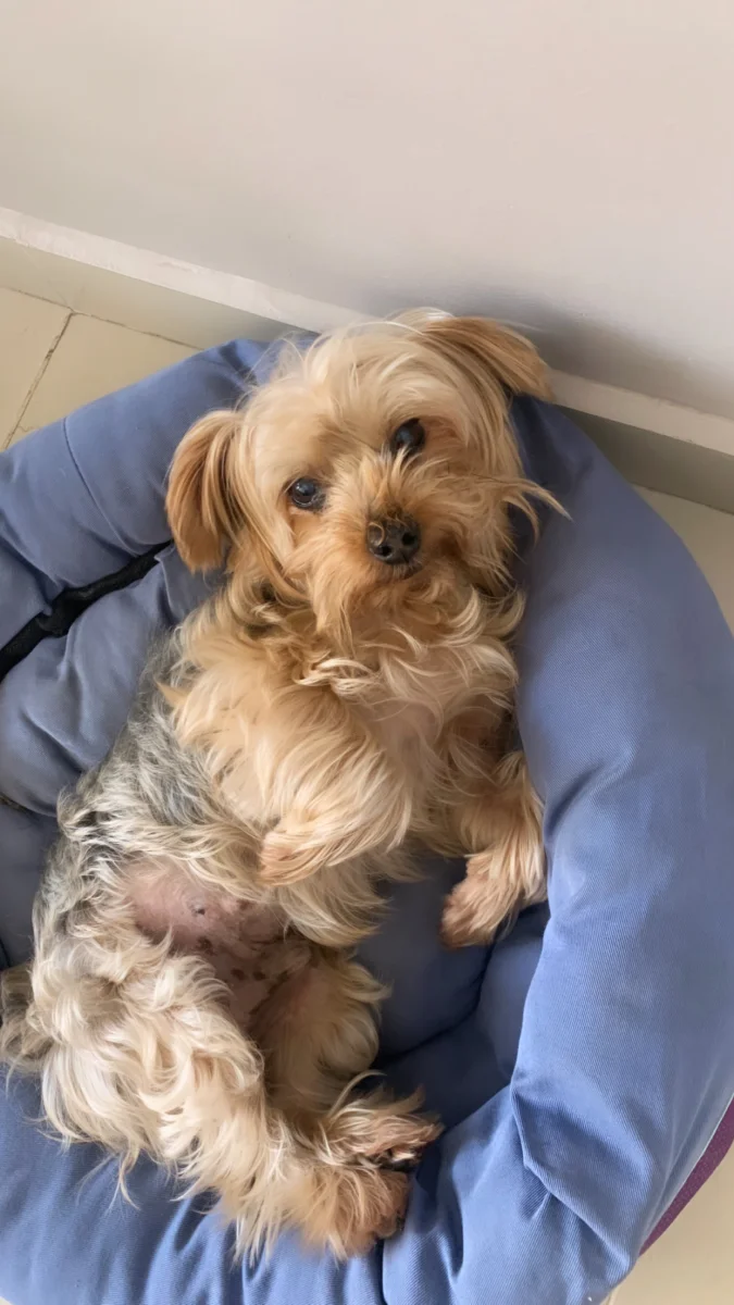 Foto de Pelos con microchip 990000014163742