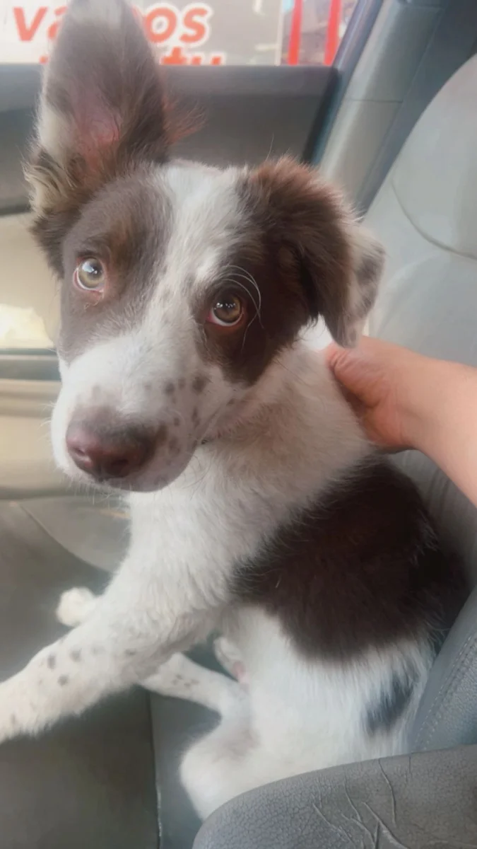 Foto de Tobi con microchip 990000014776102