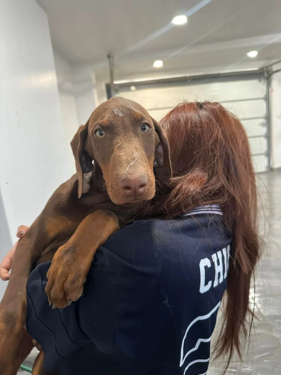 Foto de Zeus con microchip 990000014781165
