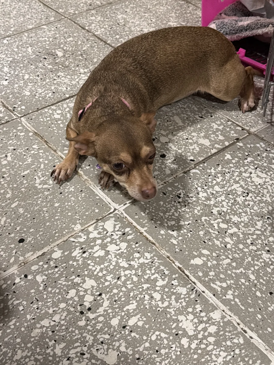 Foto de MOLLY con microchip 990000014778051