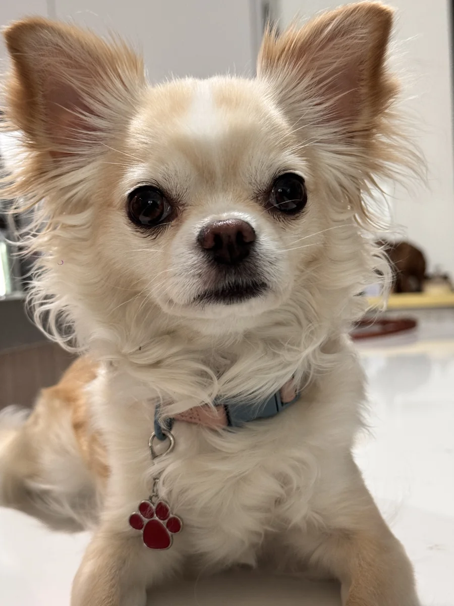 Foto de Lua con microchip 990000014779136
