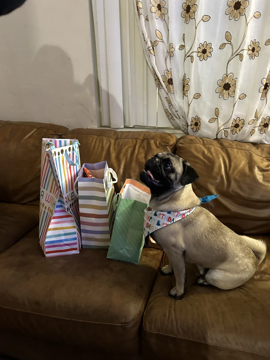 Foto de Pancho con microchip 990000014540399