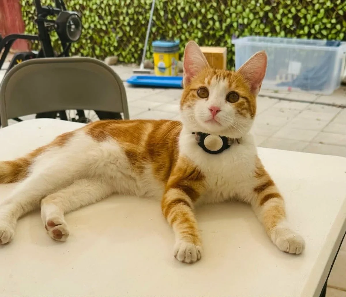 Foto de Divine con microchip 990000012840834