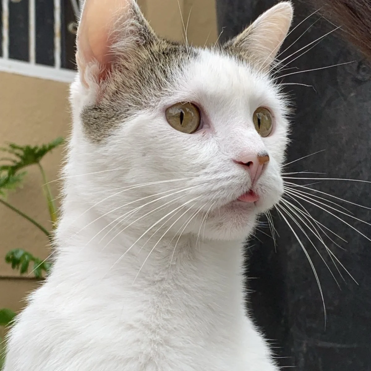 Foto de Coco con microchip 990000012838082