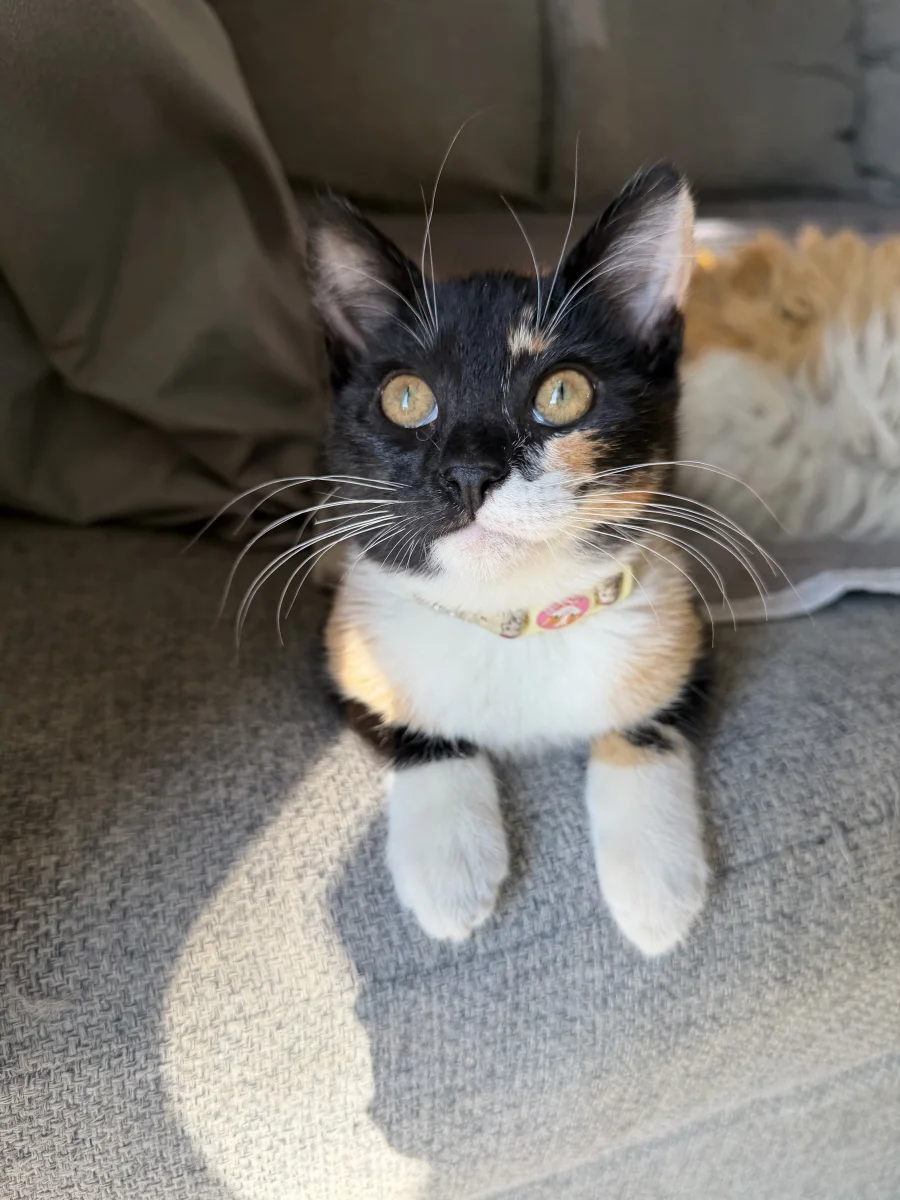 Foto de Olivia Fenty con microchip 990000014539749