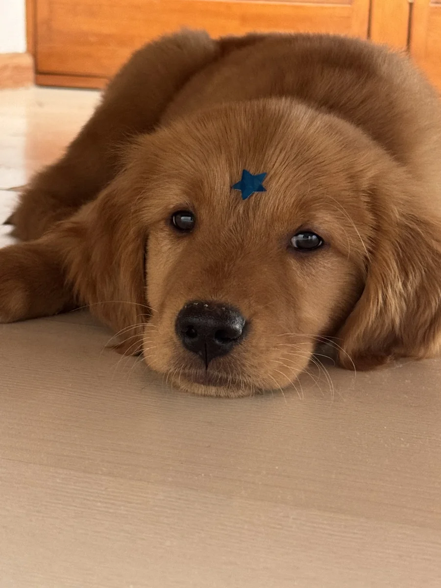 Foto de Enzo con microchip 990000012839399