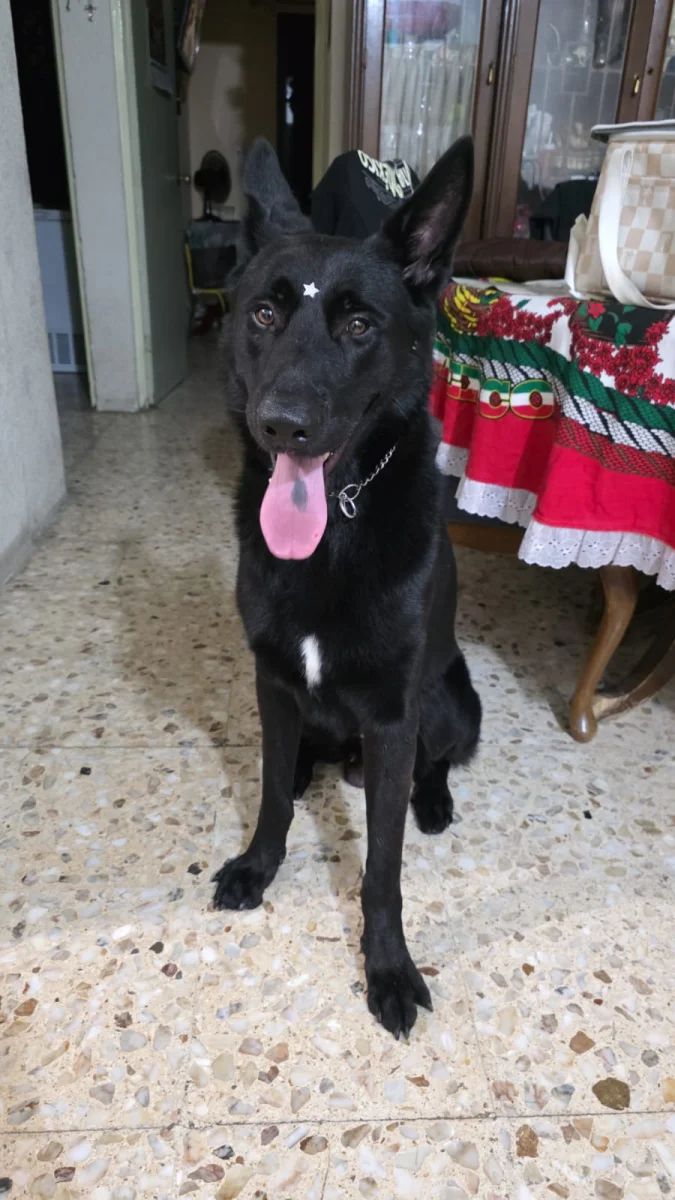 Foto de Ramses con microchip 990000014775721