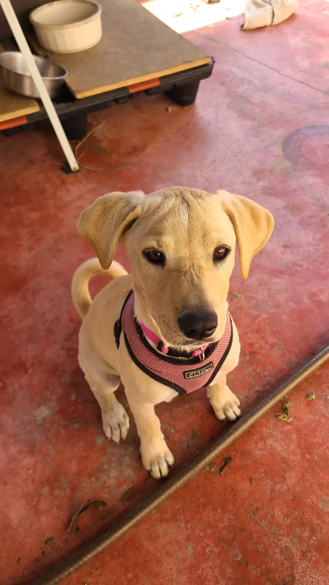 Foto de Perla con microchip 990000014775756