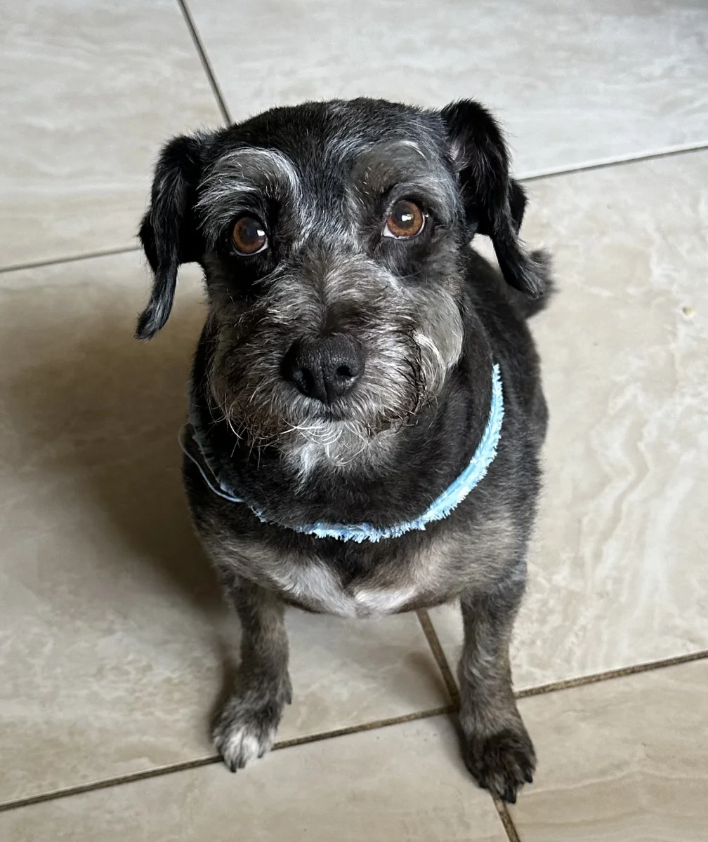 Foto de Rocket con microchip 990000012836062