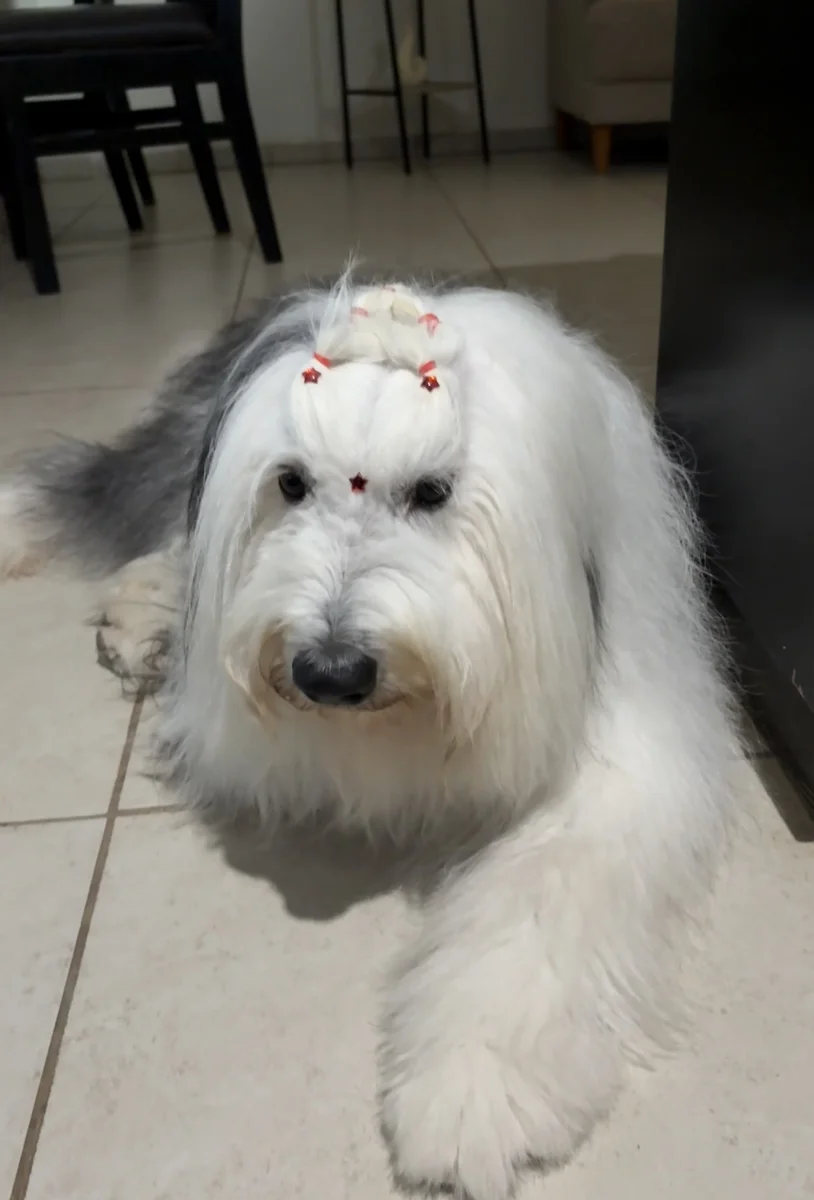 Foto de Kira con microchip 990000012842323