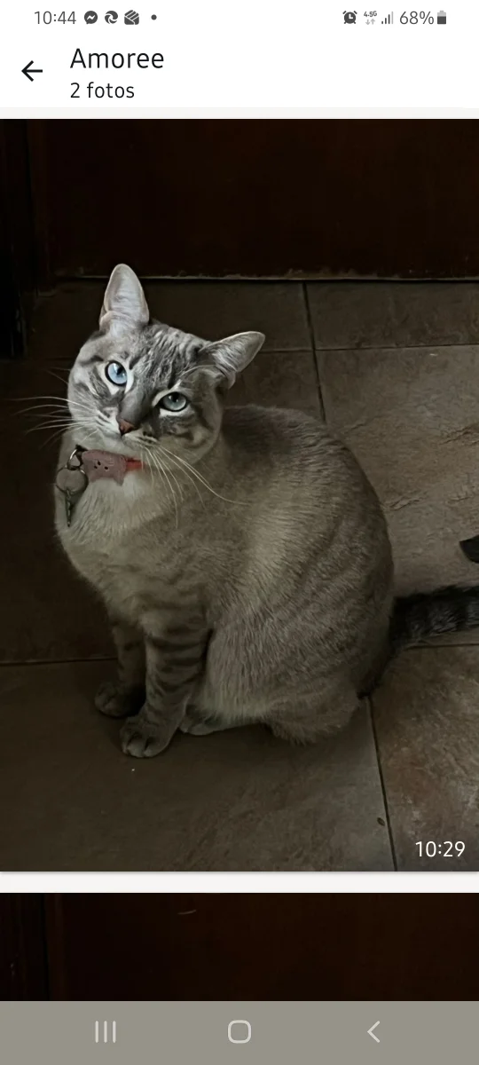 Foto de Gigi con microchip 990000014776088