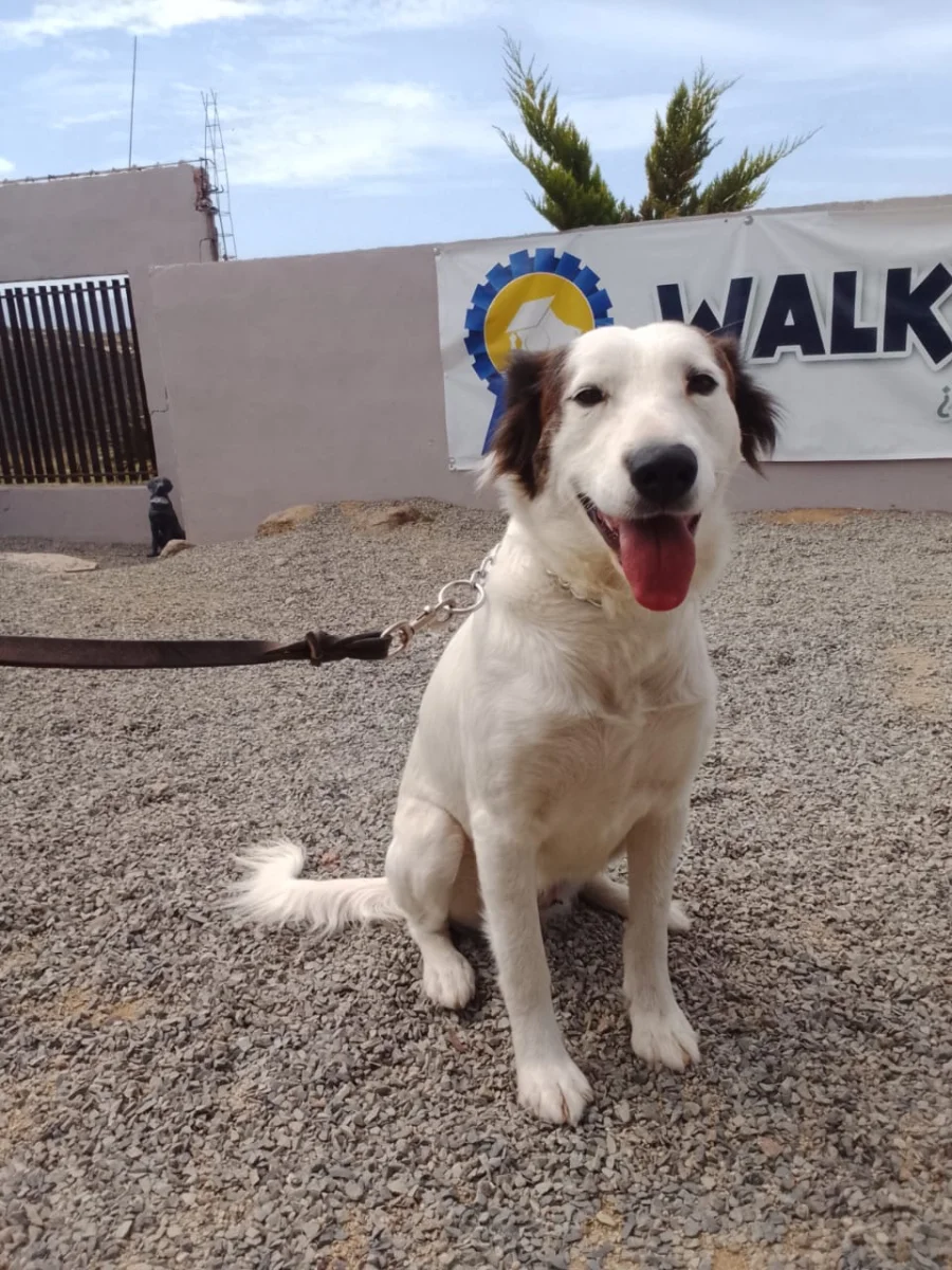 Foto de Blanca con microchip 990000014773870