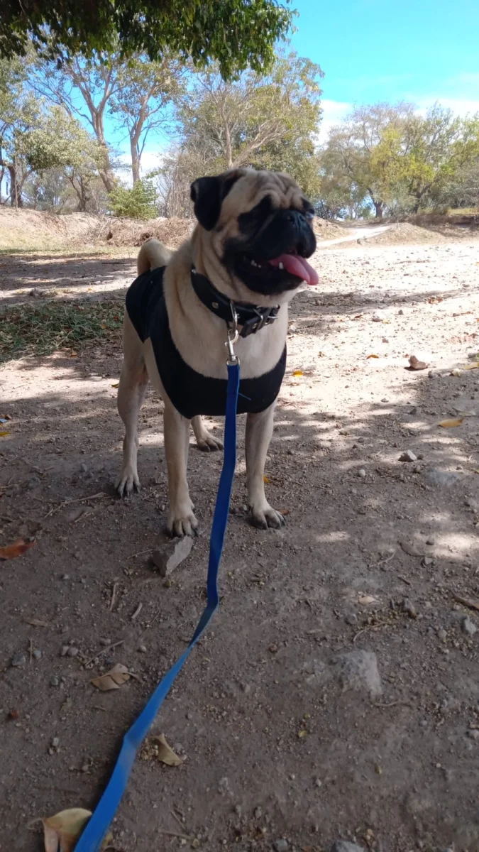 Foto de Bella con microchip 990000012845407