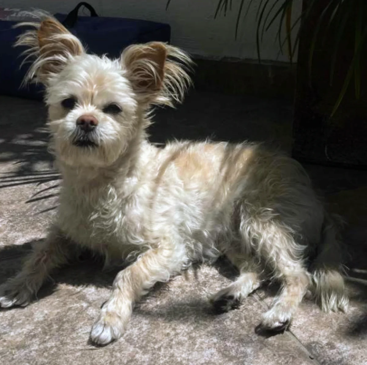 Foto de Kyra con microchip 990000014773085