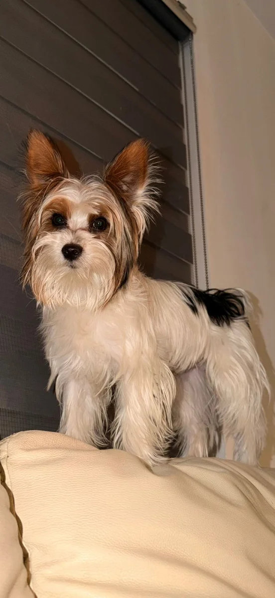 Foto de Rocky Alberto González Ayala con microchip 990000014781723