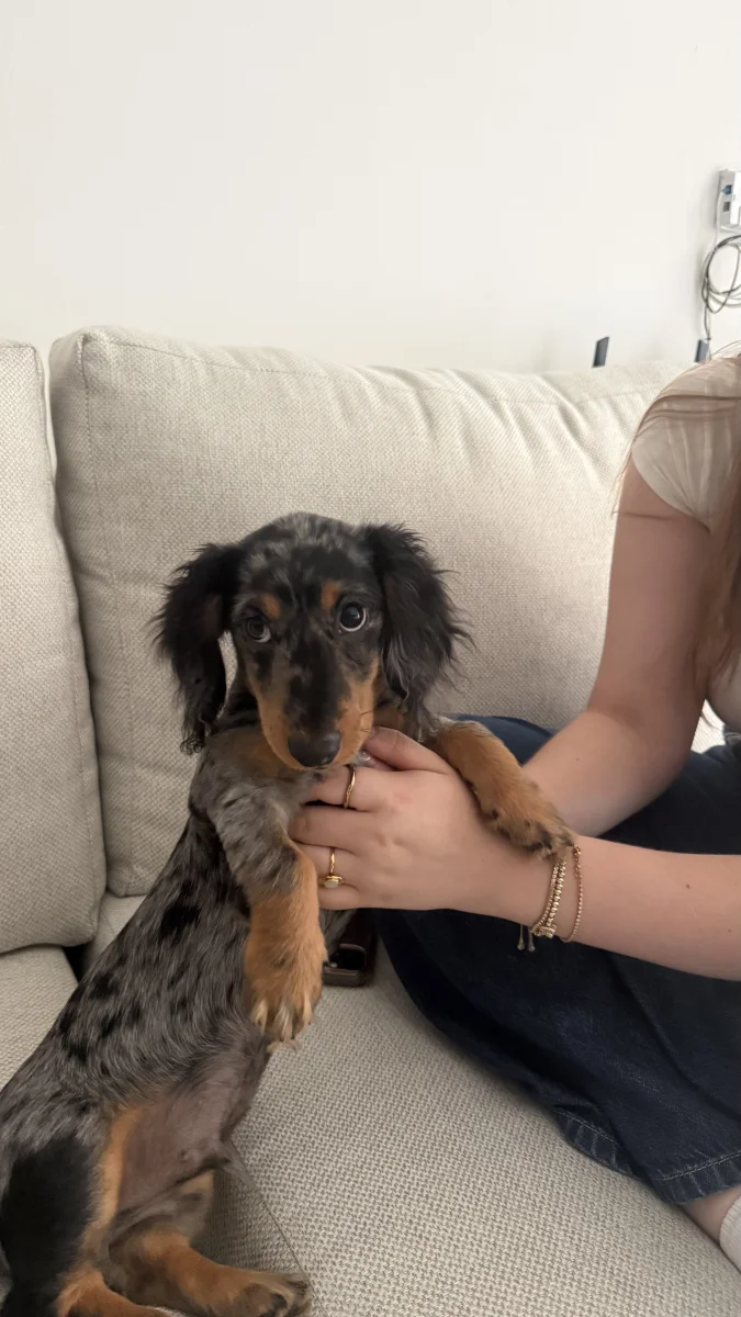 Foto de Bowie con microchip 990000014781055
