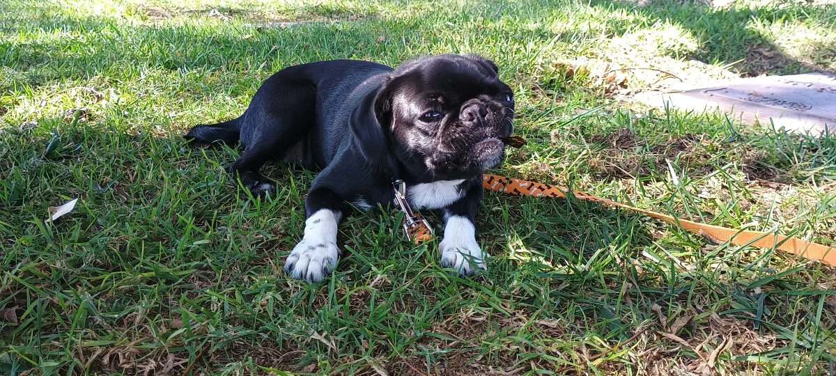 Foto de Estrella con microchip 990000014778582