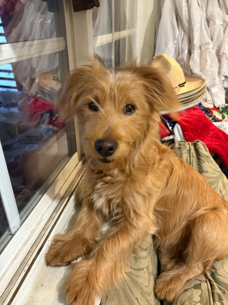 Foto de Kiwi con microchip 990000014537233