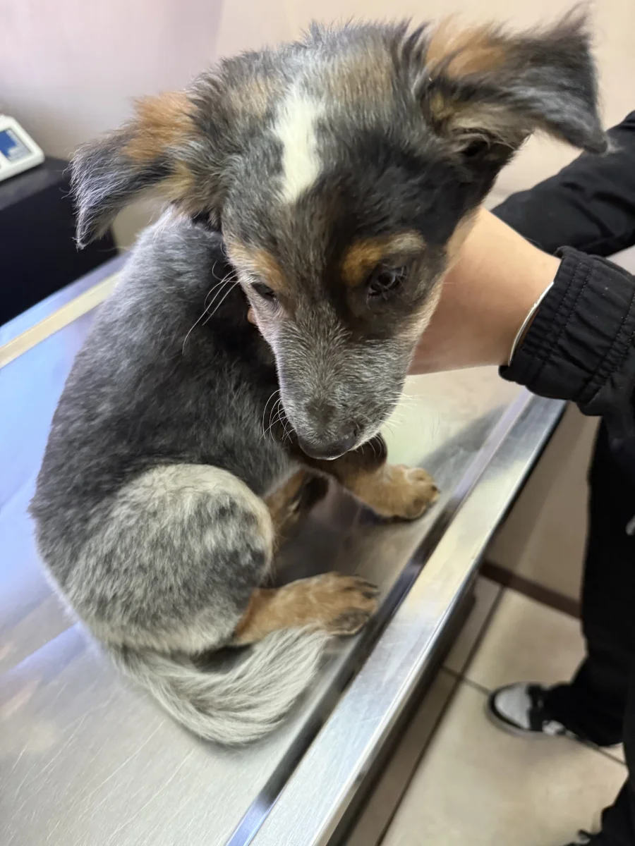 Foto de Paco con microchip 990000014774249