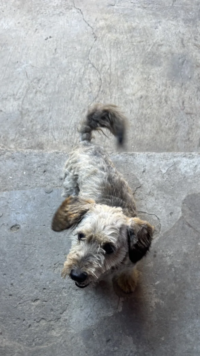 Mascota