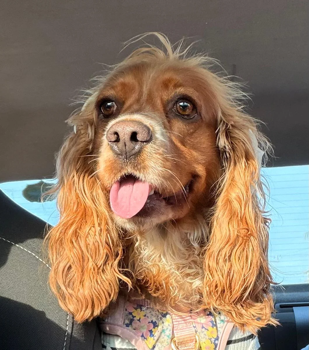 Foto de Daisy con microchip 990000012839215