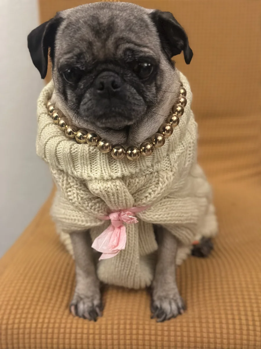Foto de Coco con microchip 990000014538109