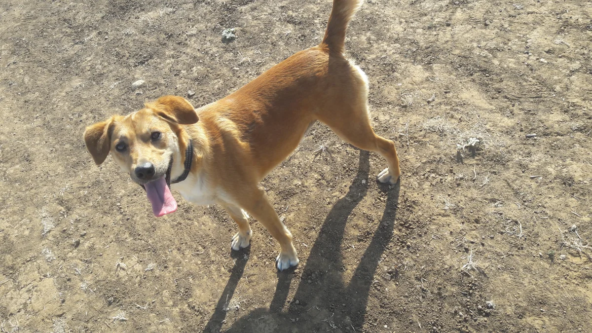 Foto de Mila con microchip 990000012826414