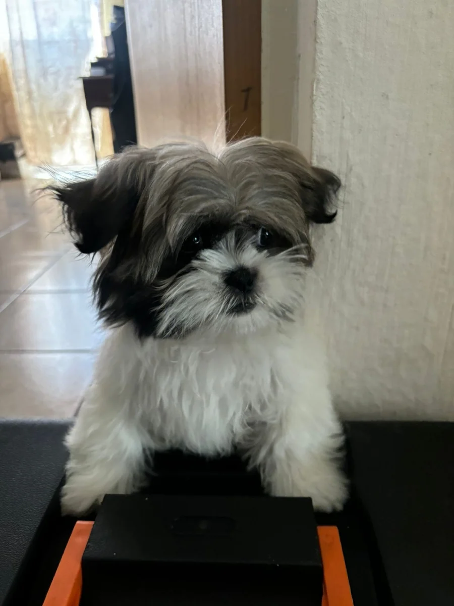 Foto de Tacho con microchip 990000012841524