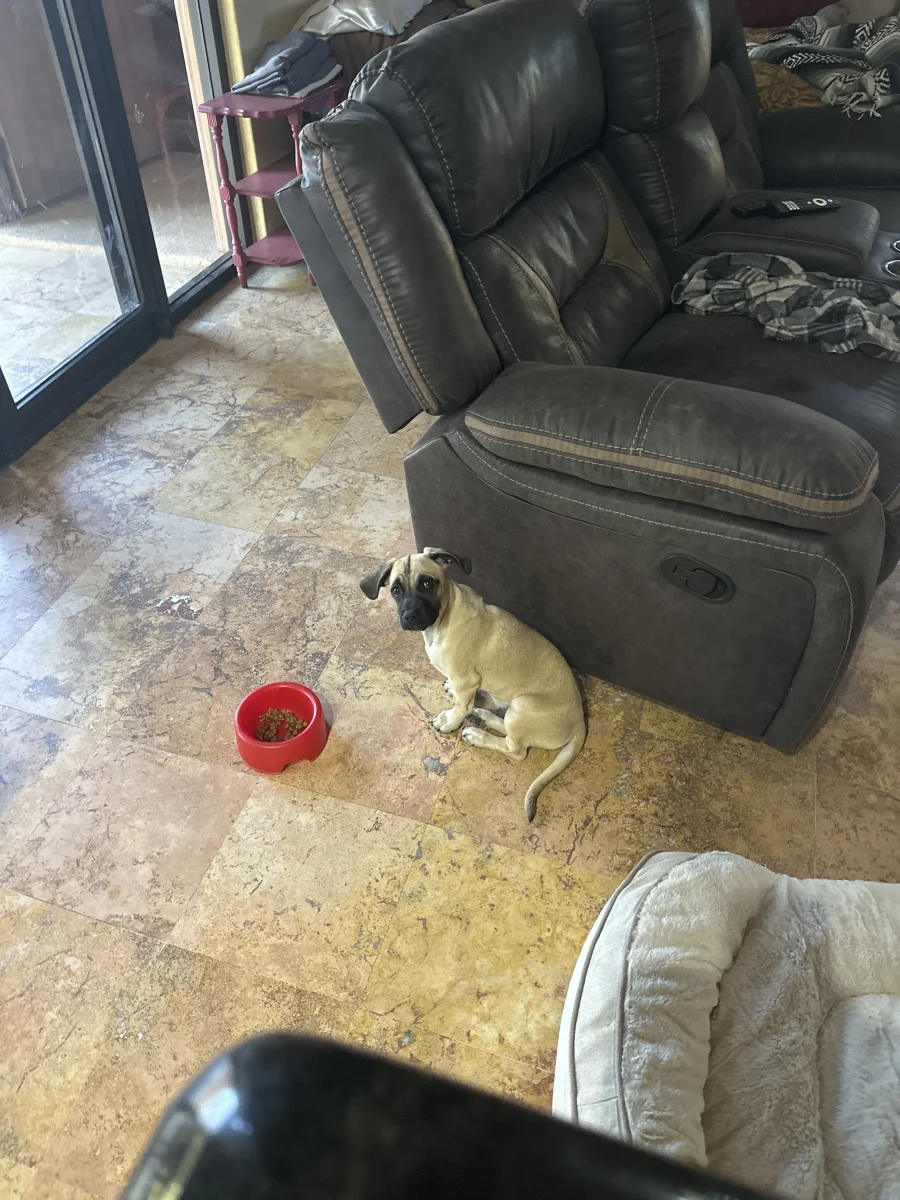 Foto de Spud con microchip 990000012837513