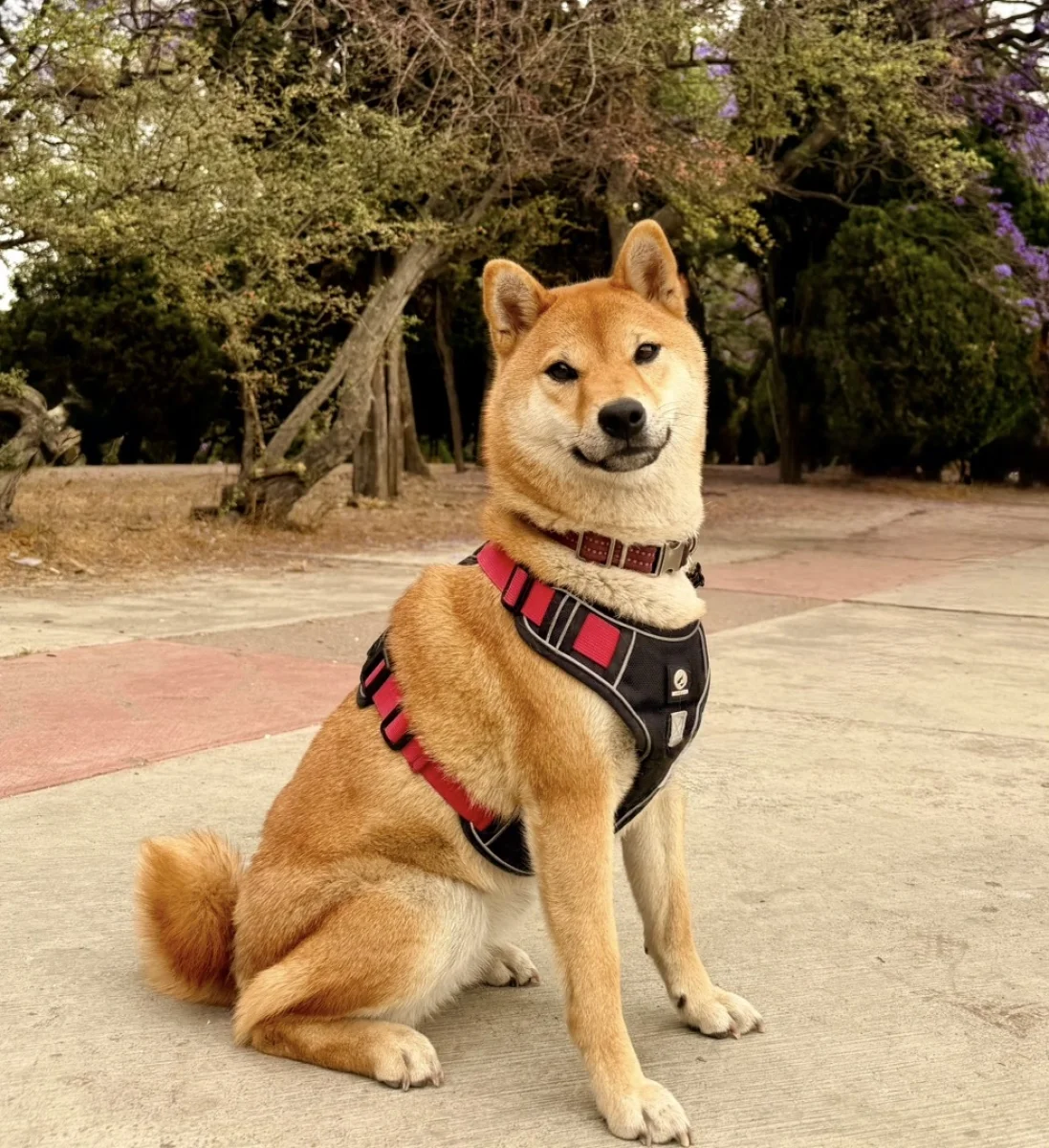 Foto de Kiki con microchip 990000014772620