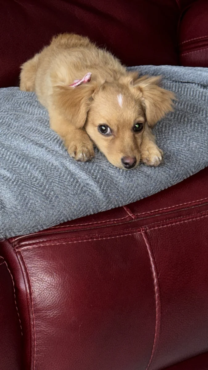 Foto de Miniie con microchip 966196819661967