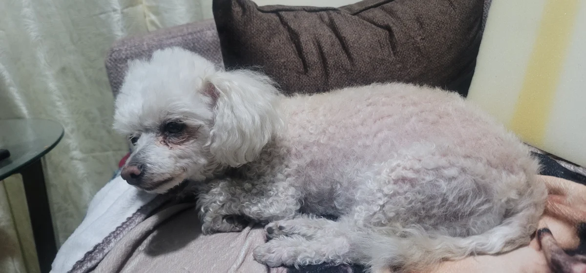 Foto de Leydi con microchip 990000014777836