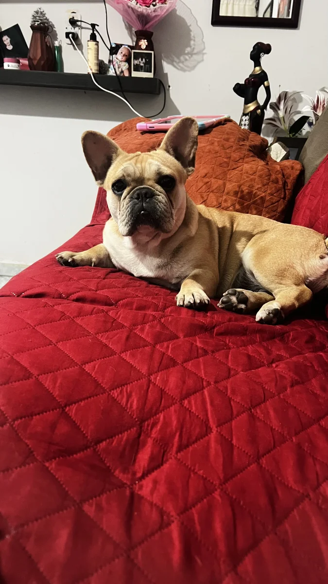 Foto de Mila con microchip 990000014163674