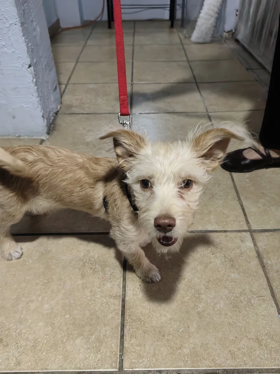 Foto de GIZMO con microchip 990000014162006