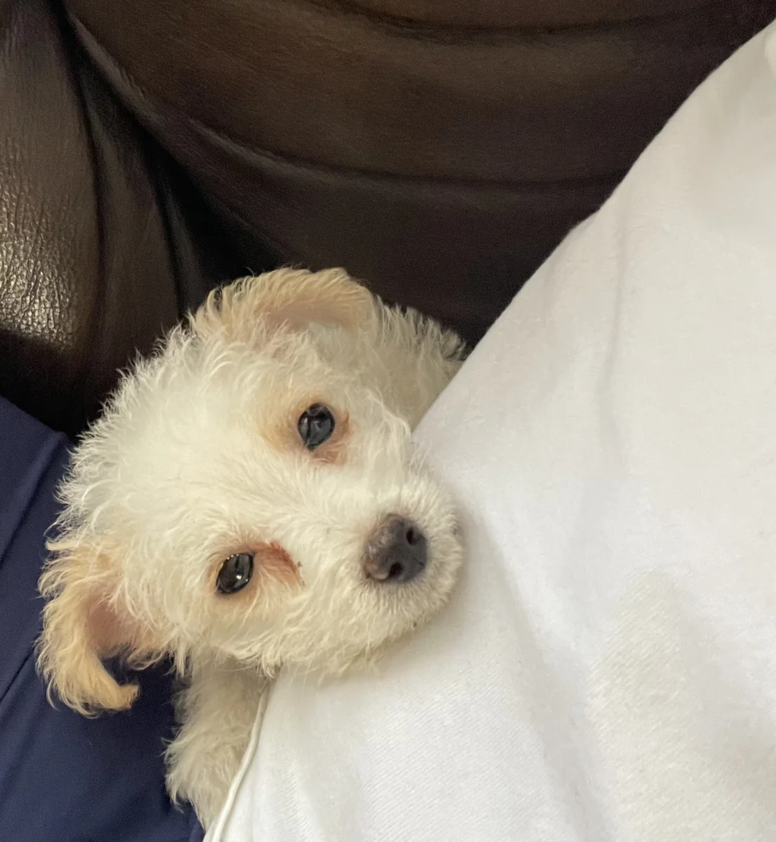 Foto de coco con microchip 990000012834412