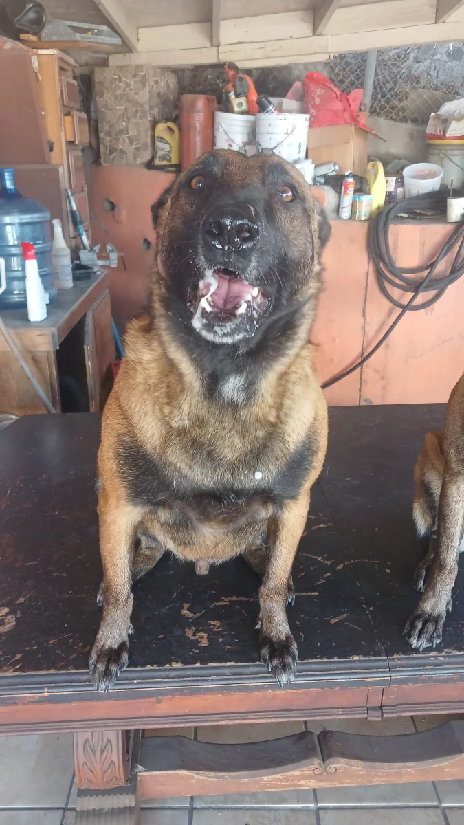 Foto de Benny con microchip 990000012834505