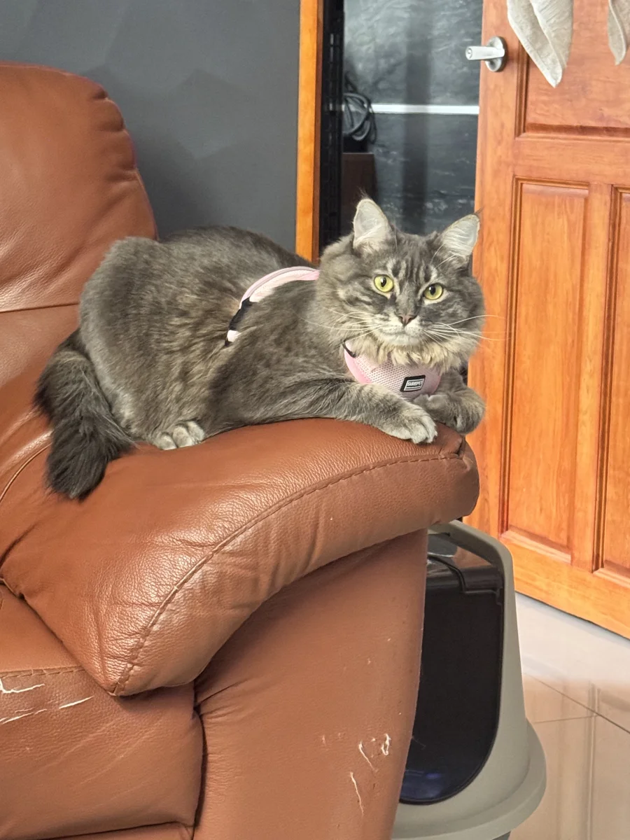 Foto de Ofelia con microchip 990000014772217