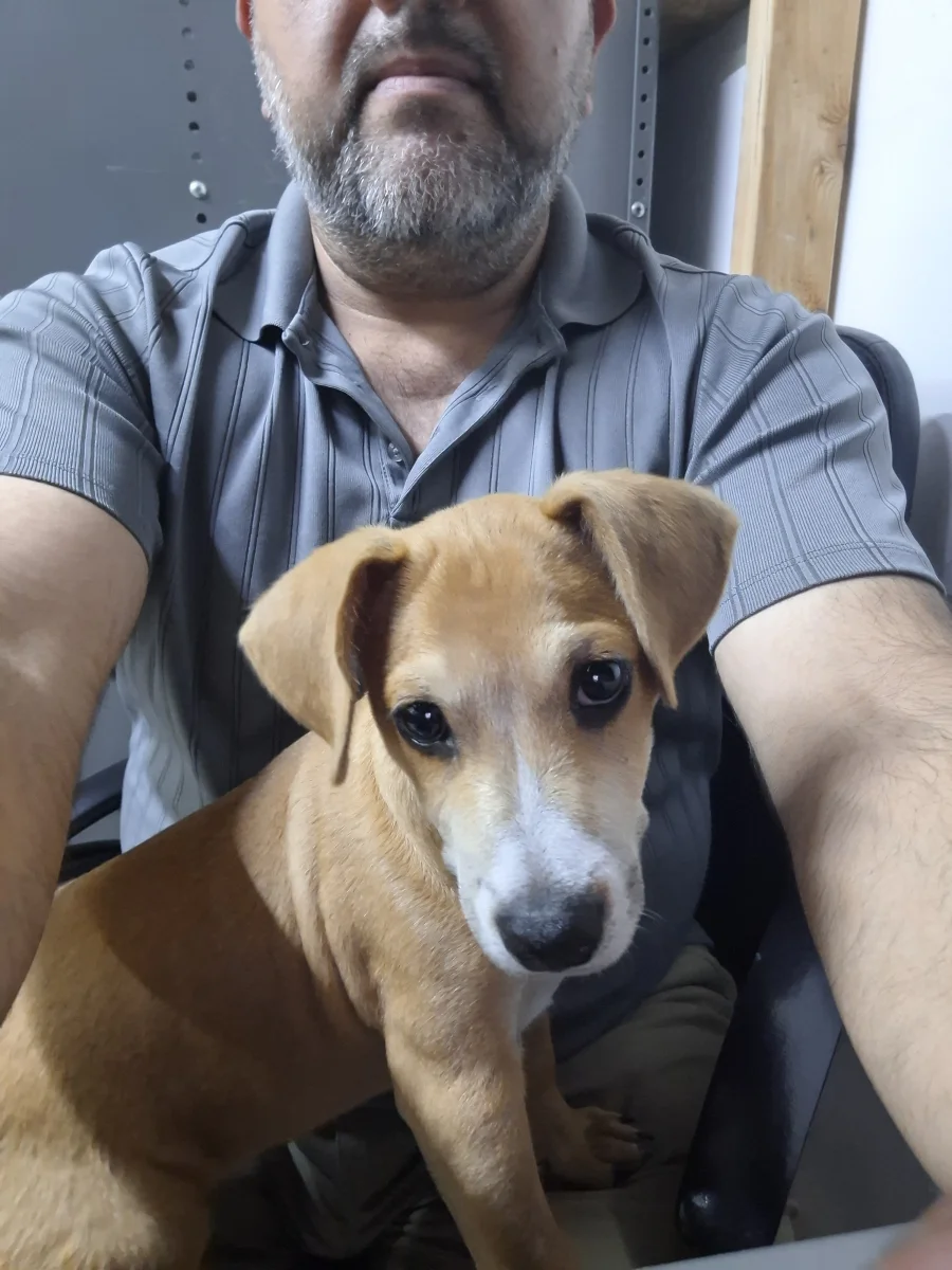 Foto de HANS con microchip 990000014772784