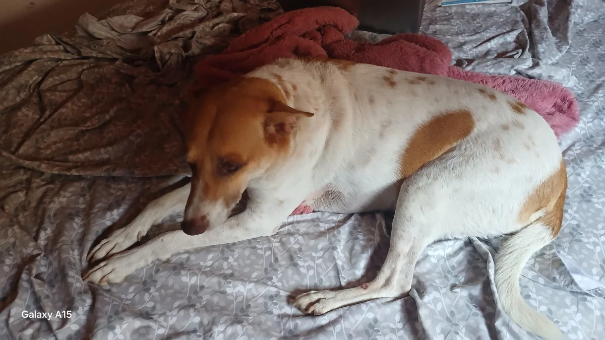 Foto de Victoria con microchip 990000012846267