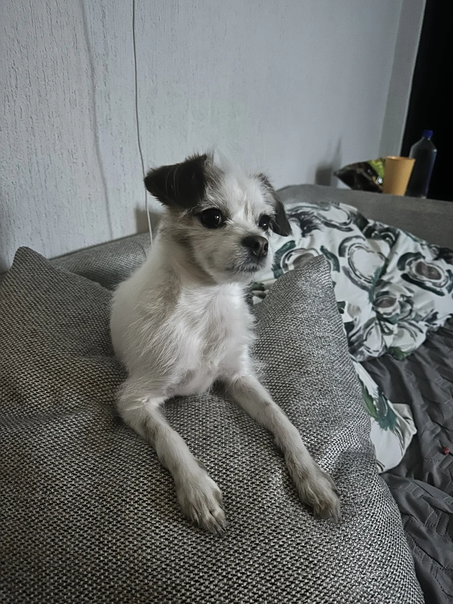 Foto de Bella con microchip 990000012843810