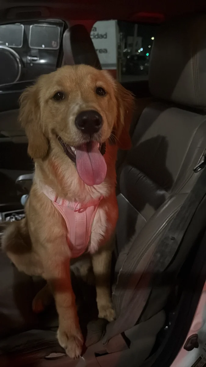 Foto de Chloe con microchip 990000012840813